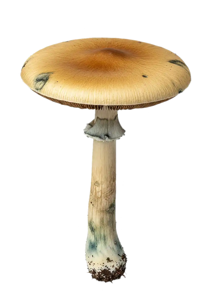 Golden-capped giant mushroom in La Fortuna pasture near Arenal Volcano